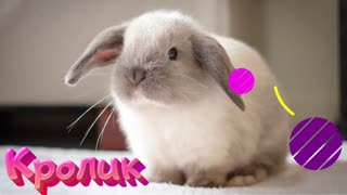 Домашние питомцы🐾Викторина для малышей🏆Развивающие мультики для детей