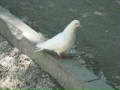 Фотография Кофинк Кати