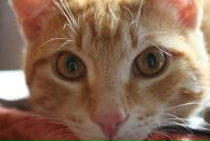 Фотография Александрова Александра