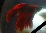 Фотография Веселова Антона