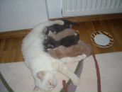 Софія Лицур фотография #48 (источник - https://vk.com/id39724621)