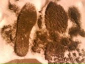 Фотография Болдырева Антона