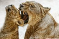 Фотография Ключ Алины