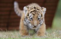 Олеся Бурлака фотография #1