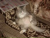 Фотография Васильева Паши