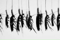 Фотография Romanova Inysik