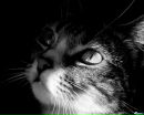 Кис-кис Кошаки™ фотография #23 (источник - https://vk.com/id133602296)