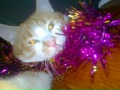 Фотография Ремневой Риды