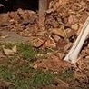 Артьом1к Твойласкавийзайка!!!!!====== фотография #5 (источник - https://vk.com/id147648234)