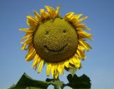 Фотография Романов Дмитрий