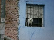 Ігорь Ukrwolf фотография #22 (источник - https://vk.com/id641197)