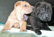 Фотография Головиной Марии