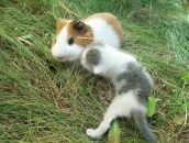 Der Stachel фотография #17 (источник - https://vk.com/id480429)