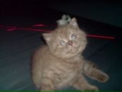 Фотография Хасановой Айгуль