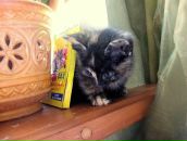 Фотография Zimatskaya Irina