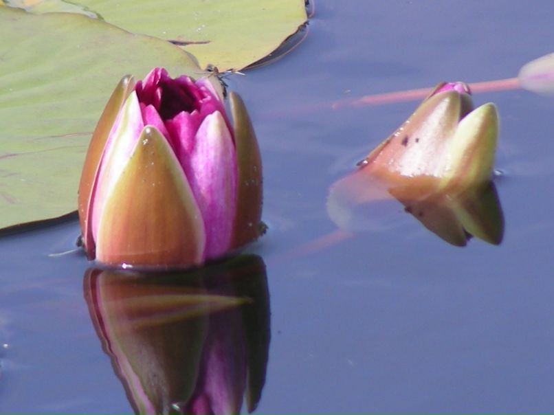 Сес Найтроуд фотография #20