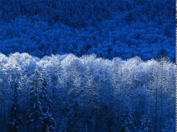 Elcin Elyev фото №3