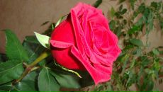 Фотография Владимировой Ольги