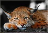 Фотография Зайцевой Ольги