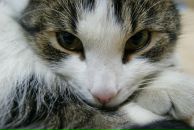 Фотография Художников Мансарды