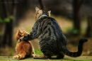 Котэ !!! фотография #5 (источник - https://vk.com/id145725628)