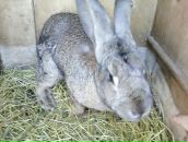 Гордій Гринько фотография #40 (источник - https://vk.com/id92485306)