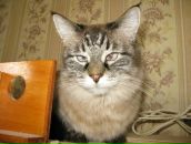 Александр Киреев фотография #8 (источник - https://vk.com/id4121643)