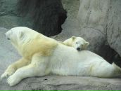 Елена Иванова фотография #7 (источник - https://vk.com/id613232)