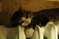 Дмитрий Кулешов фотография #42 (источник - https://vk.com/id1010914)