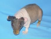 Дмитрий Поддубный фотография #15 (источник - https://vk.com/id510770)