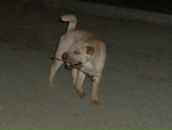 Ростік Худик фотография #50 (источник - https://vk.com/id87017695)