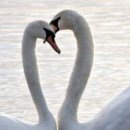 Ірина Швець фотография #29 (источник - https://vk.com/id146166672)