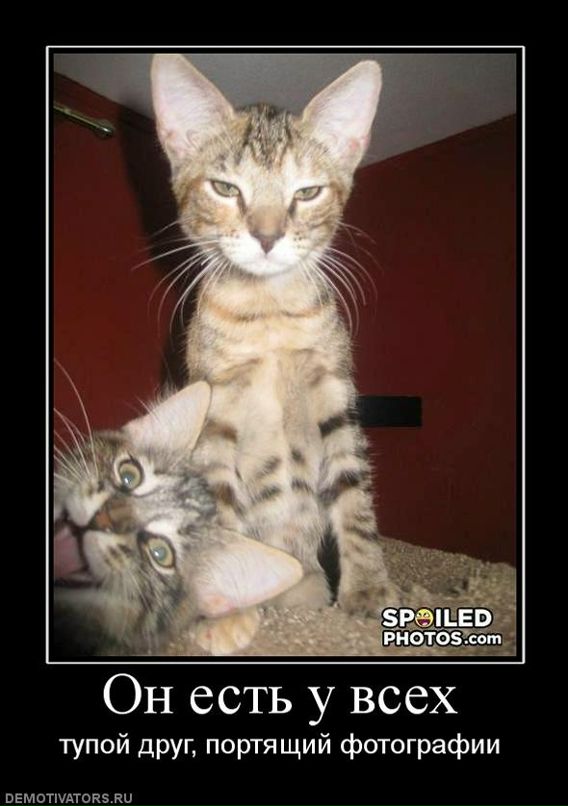 Эля Остапенко фотография #14