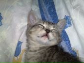 Фотография Romashkin Andrei