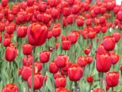 Мария Бушаала фотография #30 (источник - https://vk.com/id90358)