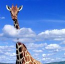 Іруська Малець фотография #32 (источник - https://vk.com/id159269507)