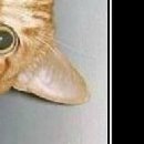 Ірина Пасічник фотография #31 (источник - https://vk.com/id89136098)