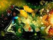 Фотография Inall Winner