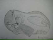 Фотография Привезенцевой Елены