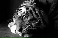 Фотография Алтесара Романа