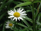 Фотография Хайруллиной Рамзии