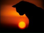 Фотография Кошкиной Анны