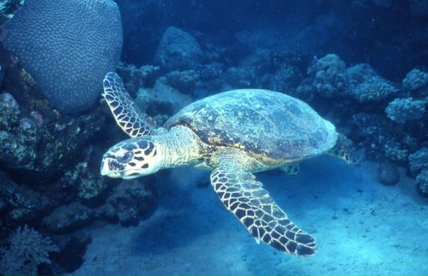 Андрей Иванов фото №2