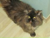 Фотография Дзгоевой Валерии