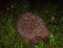 Андрій Баран фотография #11 (источник - https://vk.com/id124689796)