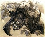 Фотография Шмелева Ника