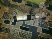 Фотография Тимохиной Виктории