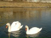 Міша Височан фотография #12 (источник - https://vk.com/id74563092)