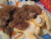 Фотография Дорогокупли Виктории