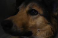 Фотография Нецветаевой Янны